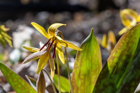 Yellow trout lily (Erythronium americanum) in spring on Mont-Royal mount in Montreal