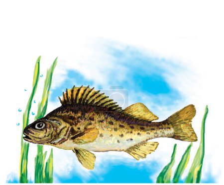 Illustration for Sea Animals illustration. River or Freshwater Fish.  Ruffe Fish illustrations - Royalty Free Image