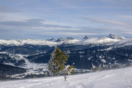 Winterliche Berglandschaft, Nadelbaum, Gipfel in der Ferne. Hochwertiges Foto