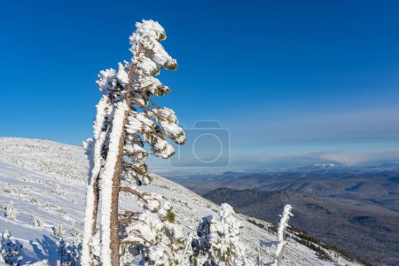 A small dwarf pine tree grows on top of a mountain in harsh conditions: cold, wind, rocky soil. Into the wild. High quality photo