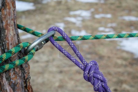 Zwei Seile, lila und grün, mit einem Stahlkarabiner an einen Baum gebunden. Bergsteigen, Sporttourismus, Bergsteigerausbildung und Ausbildung. Hochwertiges Foto