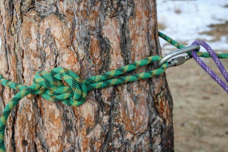 Two ropes, purple and green, tied to a tree with a steel carabiner. Mountaineering, sports tourism, rock climbing training and education. High quality photo