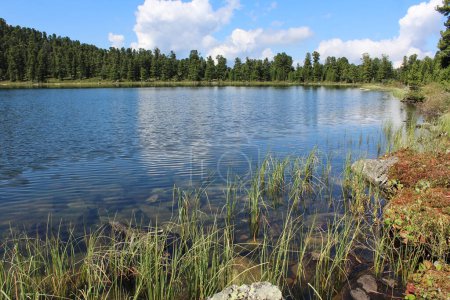 Ufer eines Sees mit Wasserwellen in einem Nadelwald an einem sonnigen Sommertag. . Hochwertiges Foto