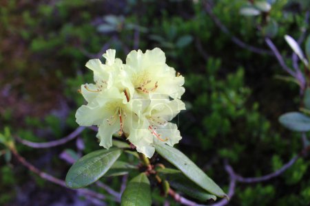 Blooming shoot of Rhododendron aureum in Siberian mountains. evergreen shrub, species of subsection Pontica, section Ponticum, subgenus Hymenanthes, family Heather Ericaceae. Yellow flower