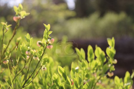 Bush of forest bilberry growing wild in forest with unripe berries. widely widespread group of perennial flowering plants. Undersized shrub, species of the genus Vaccinium of the Heather family