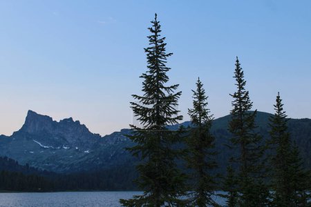 cuatro copas de árboles de coníferas sobre el telón de fondo de un lago y picos altos en las montañas al atardecer. Parque natural Ergaki