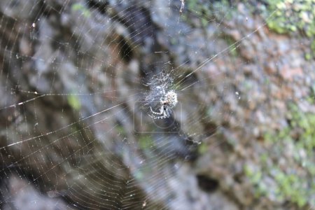 Weiße Spinne mit braunen Flecken in der Netzmitte.