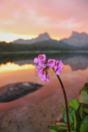 Purple wild flower against a wonderful pink sunset on a mountain lake. 