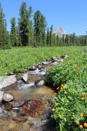 Fresh Mountain stream in a field of orange flowers Trollius asiaticus and evergreen trees, Ergaki nature park. Creek Source of drinking water on a hike. summer landscape, shallow water