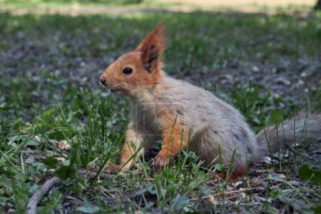 Red squirrel with thick undercoat molting into summer coat, sits in green grass in park. Colour and appearance The Spring Moult. 