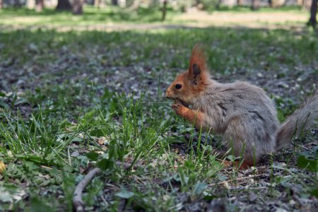 Rotes Eichhörnchen mit dicker Unterwolle mausert sich zum Sommerfell, nagt an einer Nuss, sitzt im grünen Gras im Park. Farbe und Aussehen Der Frühlingsmoult. 