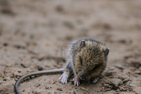 Little wood harvest mouse sleeps on the ground in wildlife. Rodent of the genus field mice. 