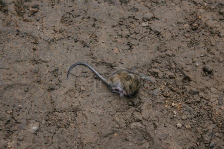 small dead field mouse lies on clay ground. survival in the natural environment or vermin control. mice in wildlife