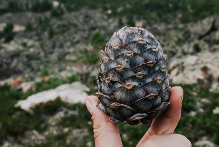 Beautiful cedar pine cone in a hand against forest background. Source of polyunsaturated fatty acids. Use in folk medicine. Gifts of the wild nature. Food in the woods.
