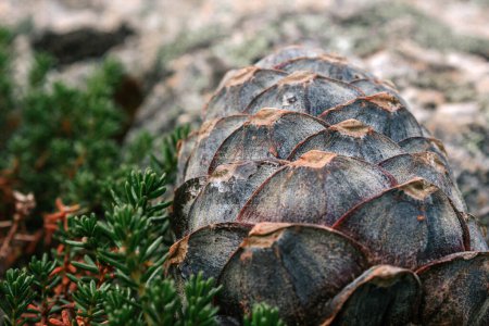 Scales of fresh ripe pine cone in resin. Selective focus. Flora, natural food