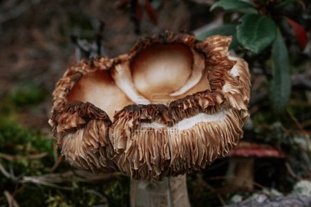 Brown mushroom with a wavy, curved cap in forest. Harvesting wild crops. Beautiful botanical background in dark mood. Mushrooms wallpaper