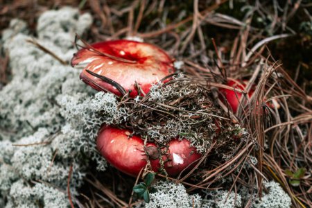 Dark botanical background with two red mushrooms cap, gray reindeer moss and dry brown pine needles. Russula mushroom in autumn forest. 