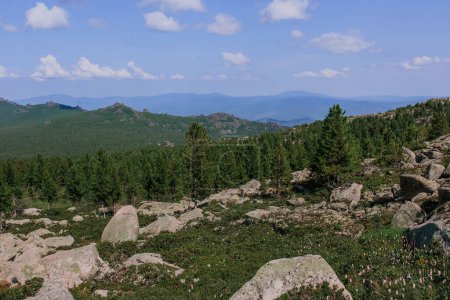 Summer natural landscape of mountain range with rocks. Green coniferous forest and large stones. Hike at kuturchinskoye belogorye Krasnoyarsk region. Tourism in Siberia. 