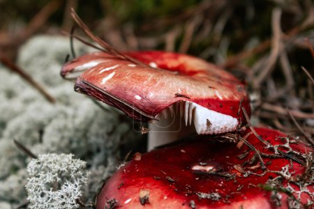 Edible mushrooms with a red cap. Russula mushroom in autumn forest, surrounded by white moss and dry pine needles. Wild harvest season
