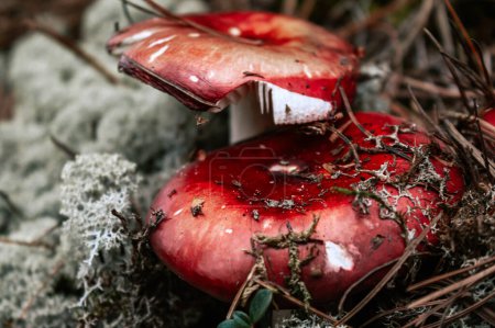 Russula mushroom in autumn forest, surrounded by white moss and dry pine needles. Edible mushrooms with a red cap. Wild harvest season