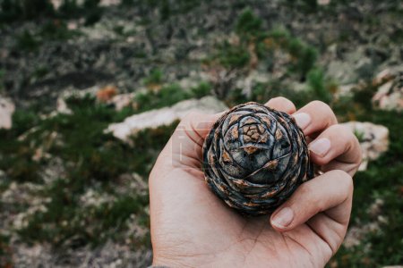 Beautiful cedar pine cone in a hand against forest background. Gifts of the wild nature. Source of polyunsaturated fatty acids. Use in folk medicine. Food in the woods.
