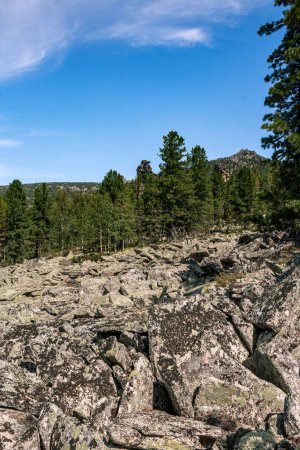 Bodenlage: Ansammlungen scharfkantiger Steinblöcke, im Hintergrund Felsrücken im Nadelwald. Natürliche Sommerlandschaft, blauer Himmel. kuturchinskoye belogorye Region Krasnojarsk, Sibirien