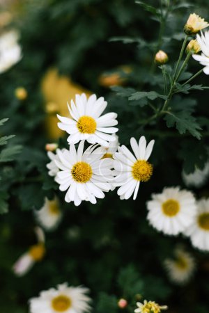 Summer garden flovers Daisy bush in outdoor flowerbed. Matricaria chamomilla With white petals, yellow inflorescence and green stems. High quality photo