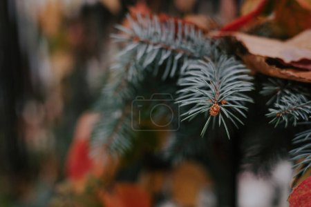 Blue spruce branches with needles in fallen leaves of yellow and red colors. Autumn botanical background, fir-tree and blurred copyspace. Selective focus. Evergreen coniferous tree. High quality photo