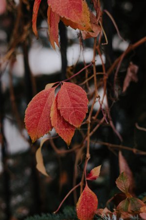 Autumn season in the garden outdoor. Bright red yellow ivy leaves hang on one branch with dark blurred background. 