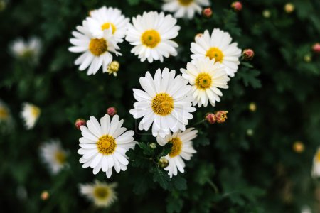 Matricaria chamomilla annual flowering plant of the Asteraceae family. Daisy bush With white petals, yellow inflorescence and green stems. Summer floral background. 