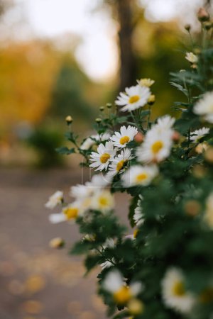 Sommergarten blüht im Außenbeet. Gänseblümchenstrauch mit weißen Blütenblättern, gelben Blütenständen und grünen Stängeln