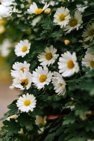 Matricaria chamomilla With white petals, yellow inflorescence and green stems. Summer garden flovers Daisy bush in outdoor flowerbed. High quality photo