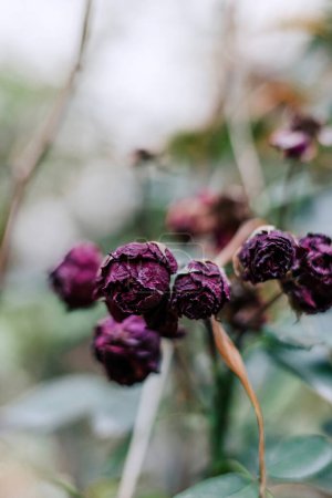 Fondo vertical botánico natural con hermosa flor, suave color verde bokeh borrosa. Se marchita capullos de rosa púrpura en el jardín. Cuidado de las plantas Cuidado de flores secas moribundas. Foto de alta calidad