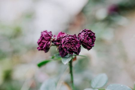 Withers away purple rose buds in the garden. Natural Botanical background with beautiful blossom, soft bokeh green color blurred. Plant care Caring for dry dying flowers. 