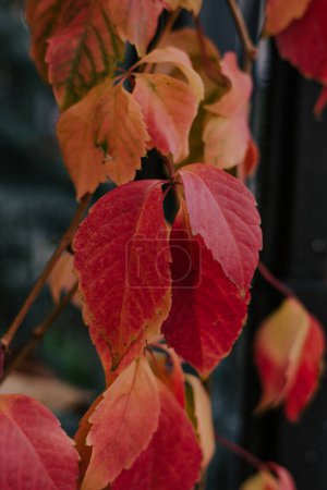 Bright red yellow ivy leaves hang on one branch. Autumn season in the garden outdoor. 