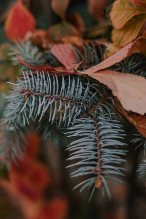 Autumn botanical background fir-tree. Blue spruce branches with needles closeup in fallen leaves of yellow and red colors. Selective focus. Evergreen coniferous tree. High quality vertical photo