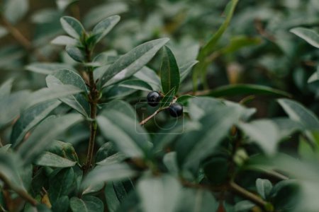 Dunkelgrüner Strauch mit kleinen Blättern und schwarzen, ungenießbaren runden Beeren. Botanischer Hintergrund des Sommers. Pflanzen für die Landschaftsgestaltung. Hochwertiges Foto