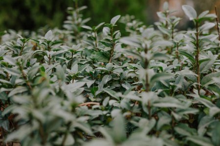 Green bush with small leaves. Evergreen perennial shrub. Plant for landscape design, creating decorative hedge, sculptures, dividing the garden plot into zones, designing paths. High quality photo
