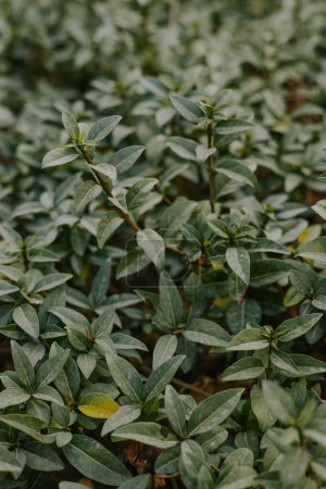Evergreen perennial shrub. Green bush with small leaves. Plant for landscape design, creating decorative hedge, sculptures, designing paths, dividing the garden plot into zones. High quality photo