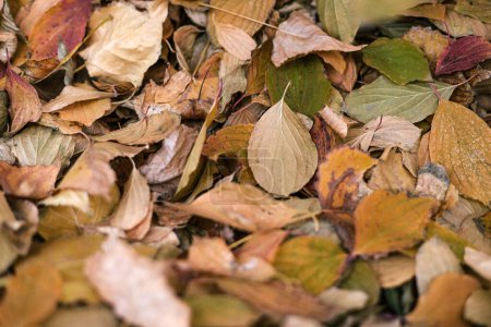 Gelber Herbst botanischer Hintergrund. Helle trockene abgefallene Blätter in verschiedenen Farben und Formen im Garten oder Park. Welkes Blatt