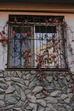 Window with a bars on which ivy with red leaves grows. Stonework at the base of the house. Autumn in the city.