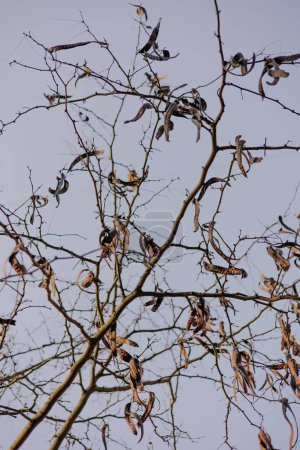 Zweige ohne Laub, mit langen braunen trockenen Schoten. Herbstzeit, die Blätter sind gefallen. Abstrakte Natur Tapete. Japanische Akazie Catalpa bignoniiformes