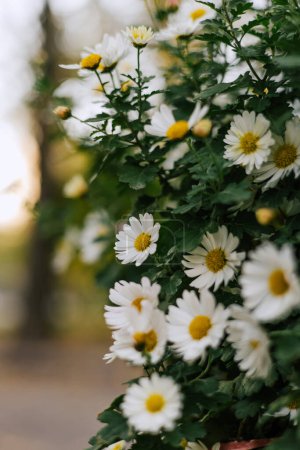 Daisy bush With white petals, yellow inflorescence and green stems. Matricaria chamomilla annual flowering plant of the Asteraceae family. Summer floral background. 
