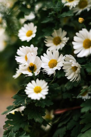 Summer floral background. Matricaria chamomilla annual flowering plant of the Asteraceae family. Daisy bush With white petals, yellow inflorescence and green stems. 