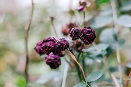 Se marchita capullos de rosa púrpura en el jardín. Fondo botánico natural bokeh suave con hermosa flor, color verde borroso. Cuidado de las plantas Cuidado de flores secas moribundas. Foto de alta calidad