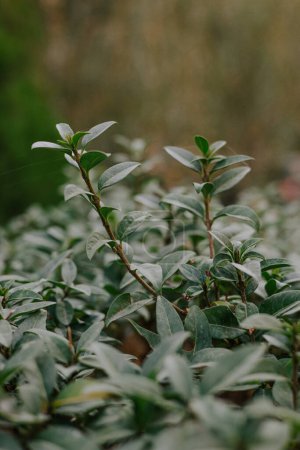 Plant for landscape design, creating decorative hedge, sculptures, designing paths, dividing the garden plot into zones. Green bush with small leaves. Evergreen perennial shrub. High quality photo