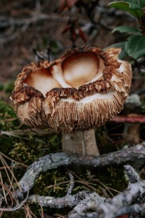 unusual Brown mushroom with a wavy, curved cap in forest. Beautiful botanical view in dark mood. Harvesting wild crops.
