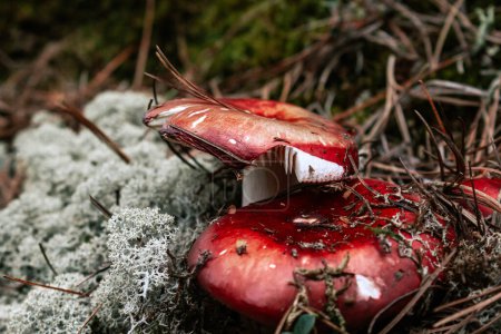 Dunkler botanischer Hintergrund mit zwei roten Pilzköpfen. Russula Pilz im herbstlichen Wald. graues Rentiermoos und trockene braune Kiefernnadeln
