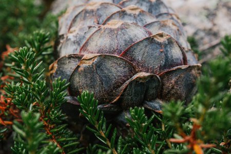 Siberian cedar pine cone on green bush. collection of wild harvest. Scales of raw cones.