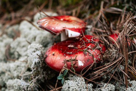 Wilde Erntezeit. Essbare Pilze mit roter Kappe. Russula-Pilz im Herbstwald, umgeben von weißem Moos und trockenen Kiefernnadeln. 